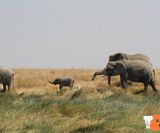 Elefanten mit Kind